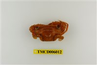 藏品(達氏短槳蟹)的圖片